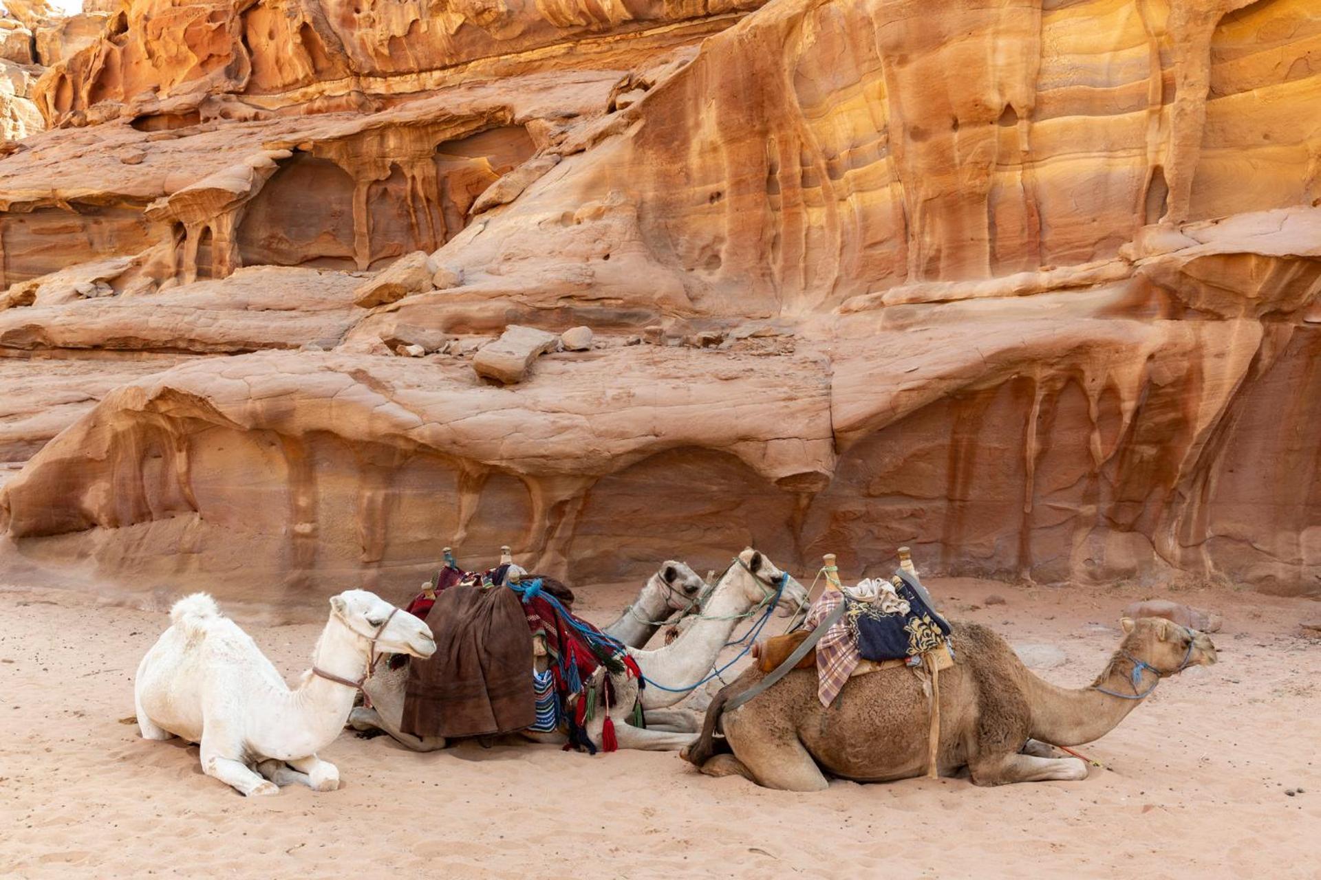 Wadi Rum Camp & Jeep Tour Ngoại thất bức ảnh