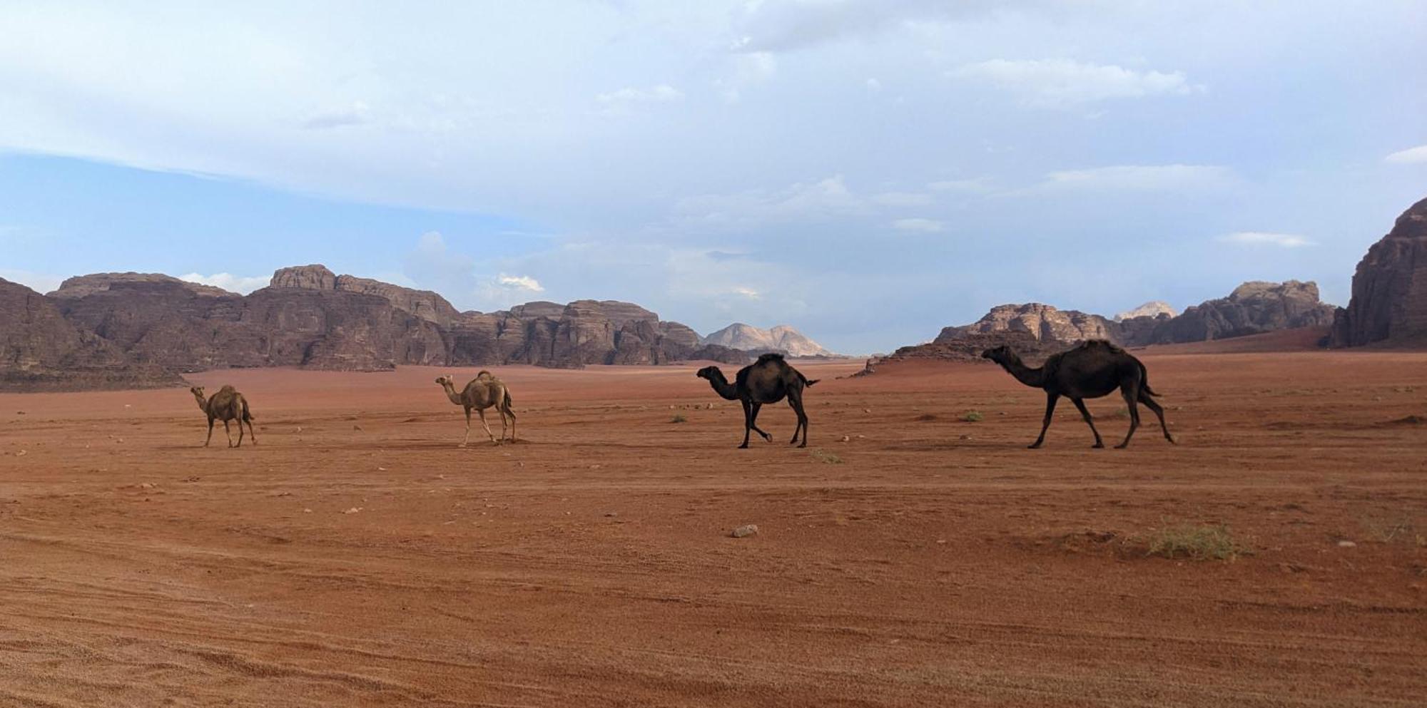 Wadi Rum Camp & Jeep Tour Ngoại thất bức ảnh