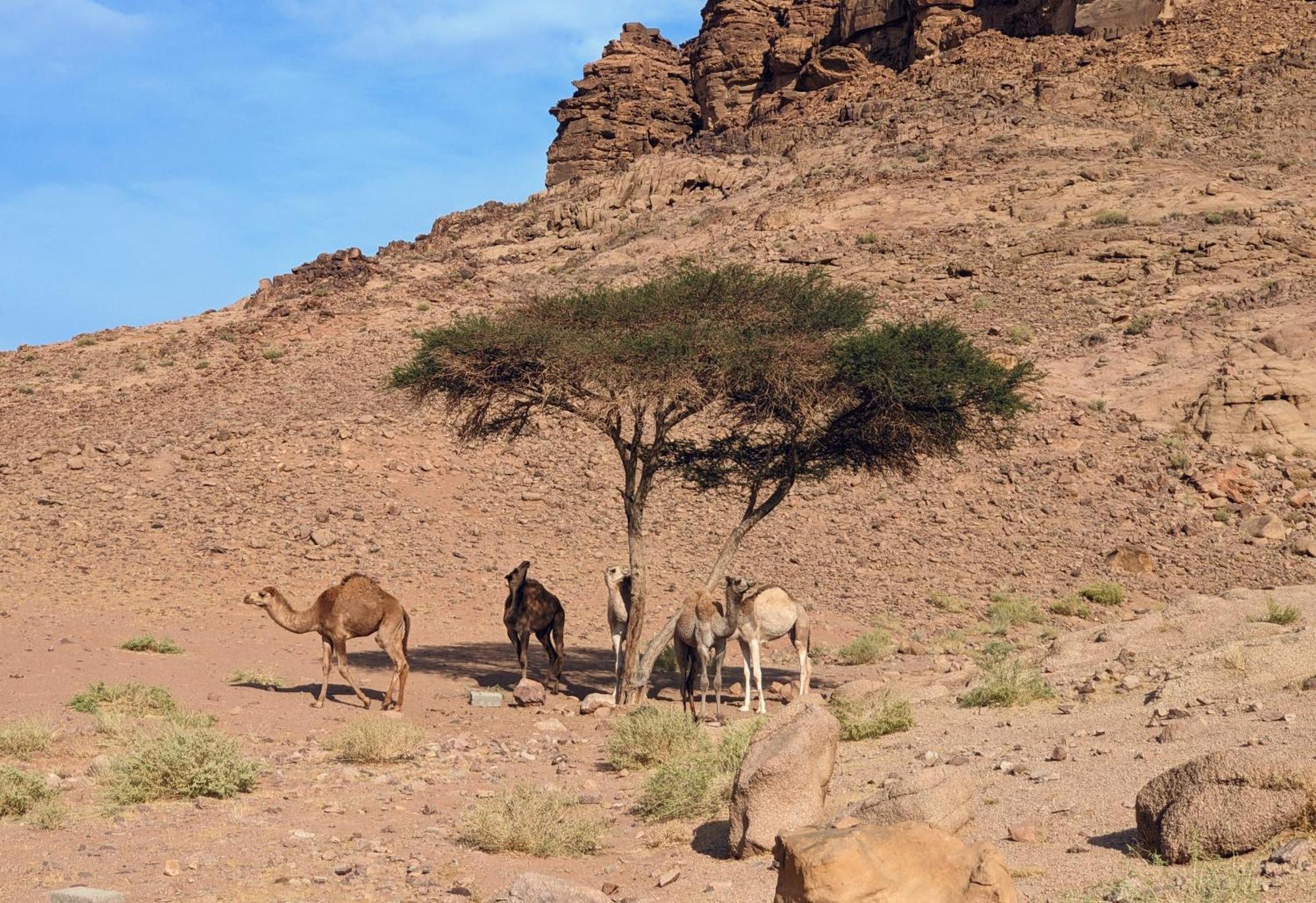 Wadi Rum Camp & Jeep Tour Ngoại thất bức ảnh